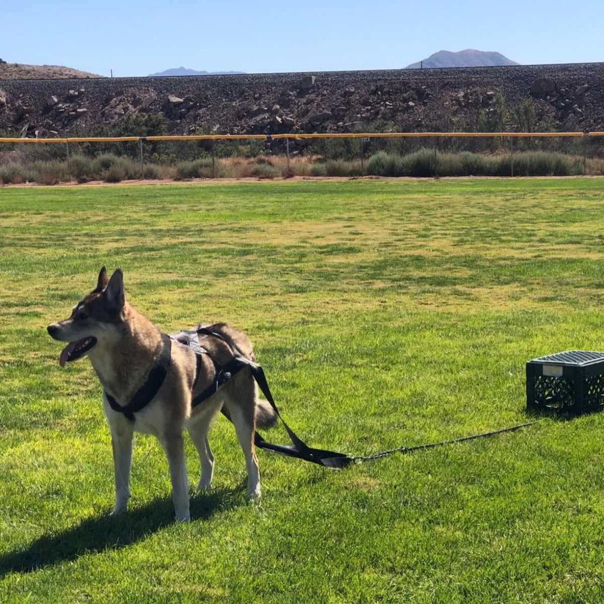 Guinzaglio da addestramento per cani da lavoro di grandi dimensioni Cintura di sicurezza per slitta per addestramento al comportamento Guinzaglio per cani durevole per gli appassionati di slitte per cani